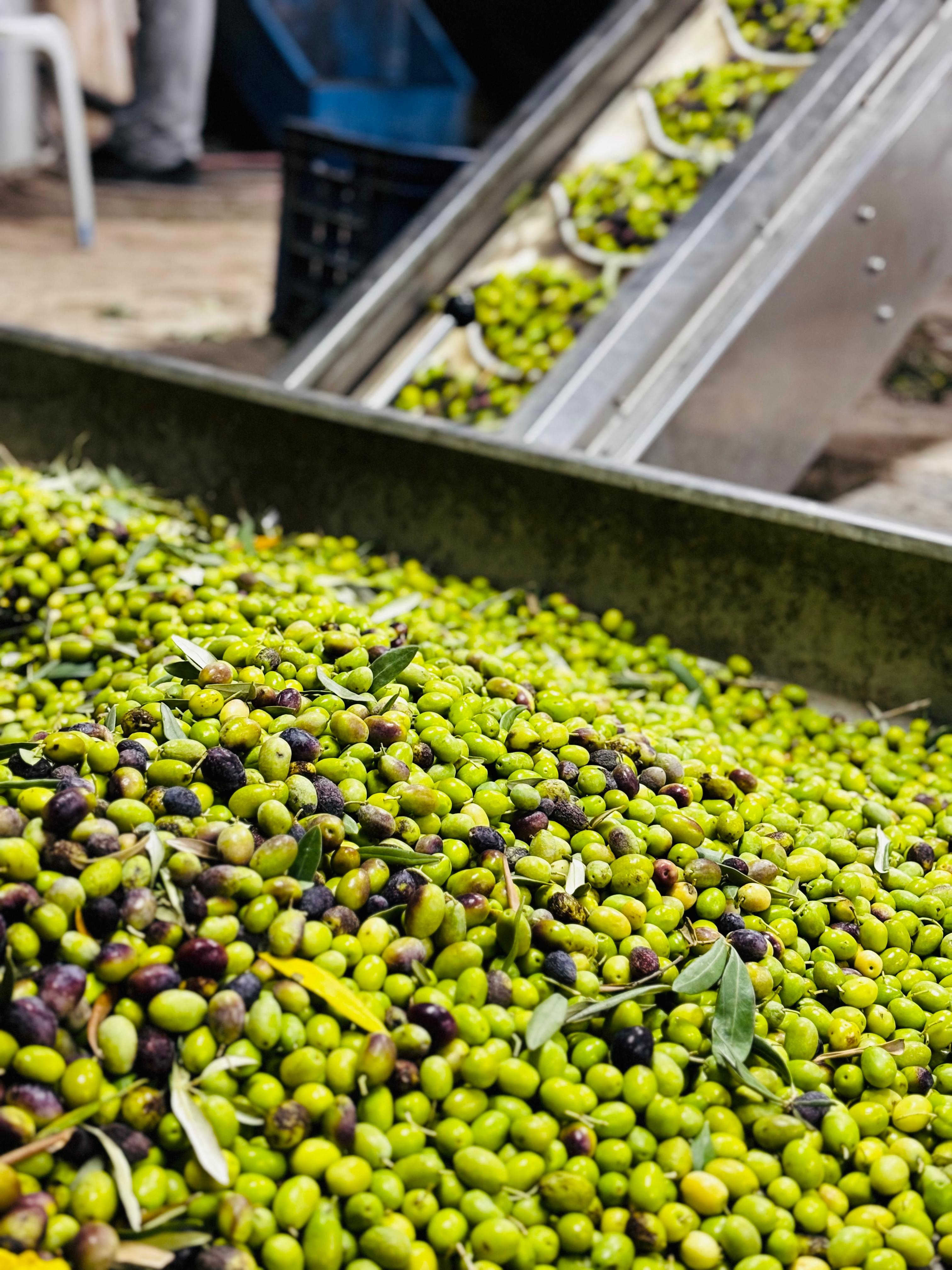 Zeytinyağı Erken Hasat Soğuksıkım 1Lt.