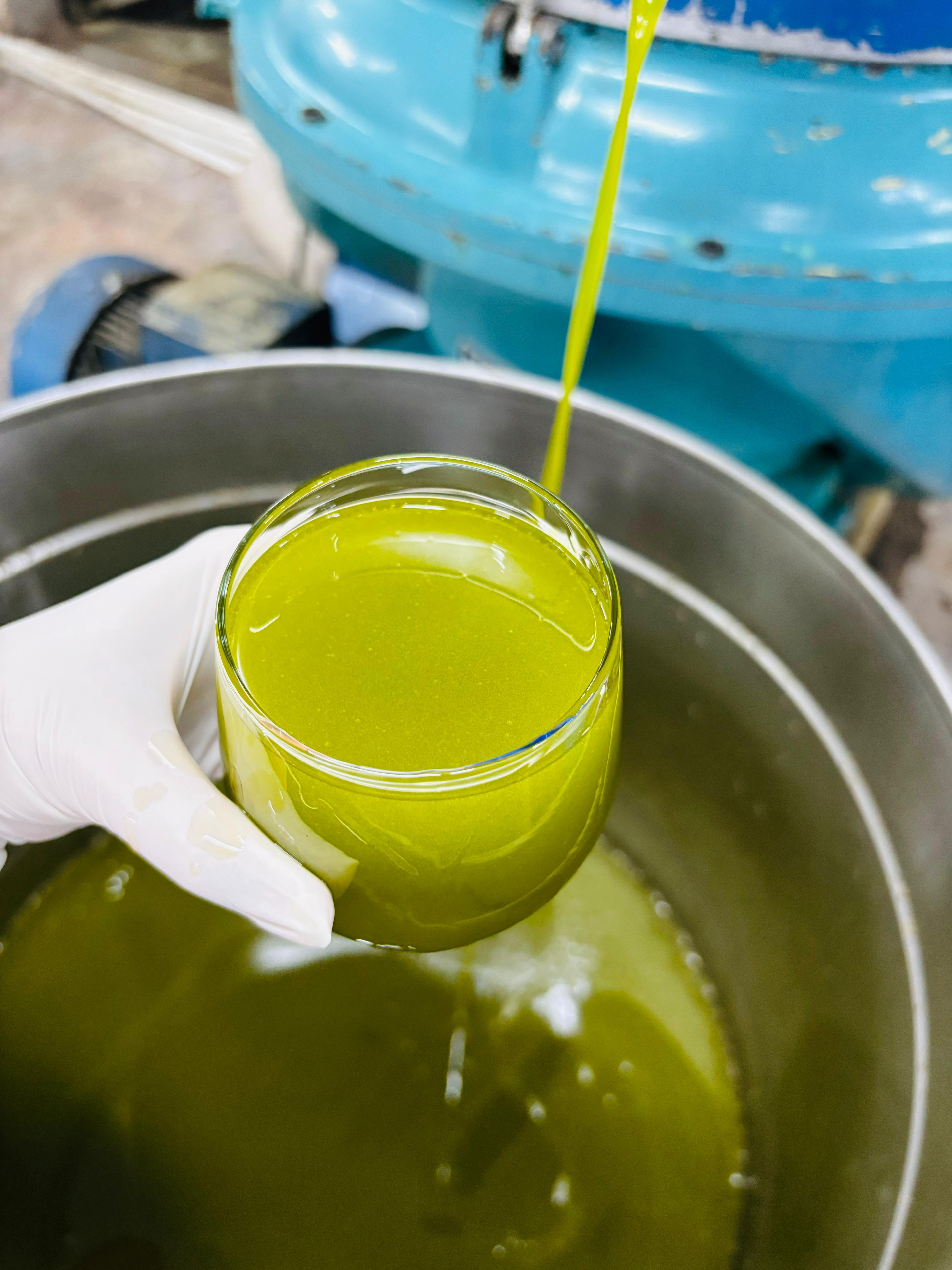 YENİ SEZON Zeytinyağı Erken Hasat Soğuksıkım Filtre Edilmemiş 5Lt. (EKİM 2025)