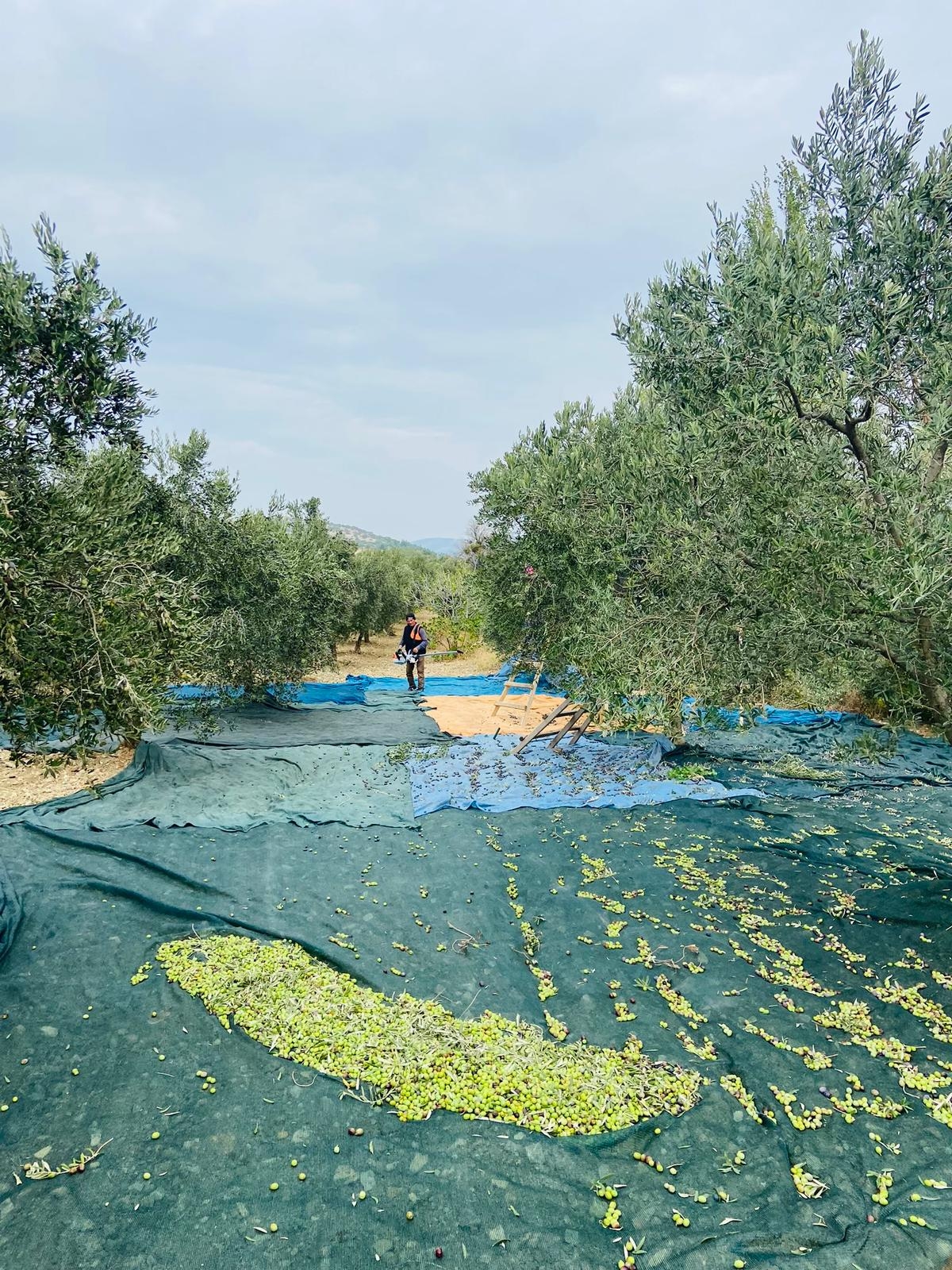 Zeytinyağı Erken Hasat Soğuksıkım 1Lt.