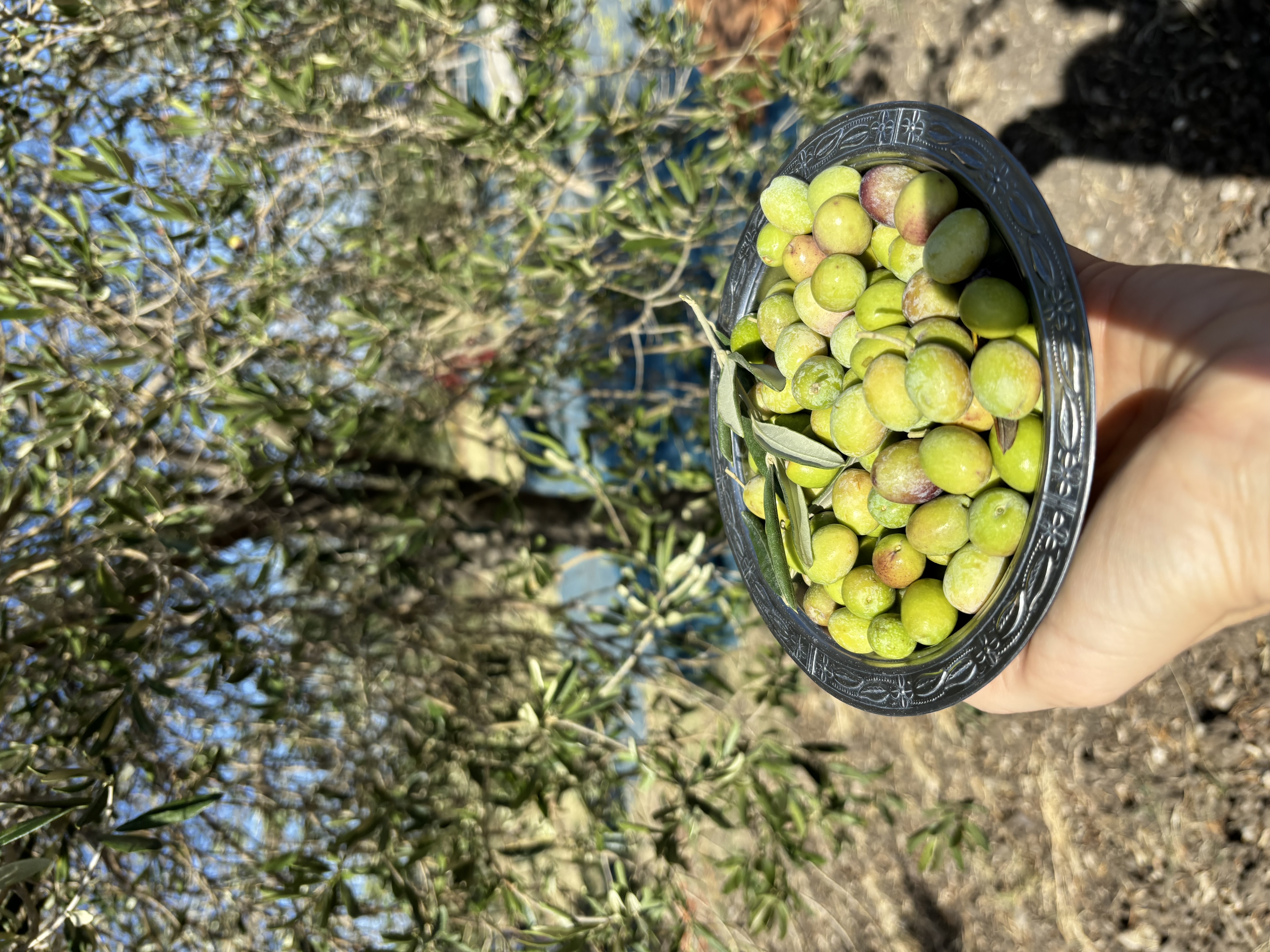 YEŞİL%20KIRMA%20ZEYTİN%202%20KG