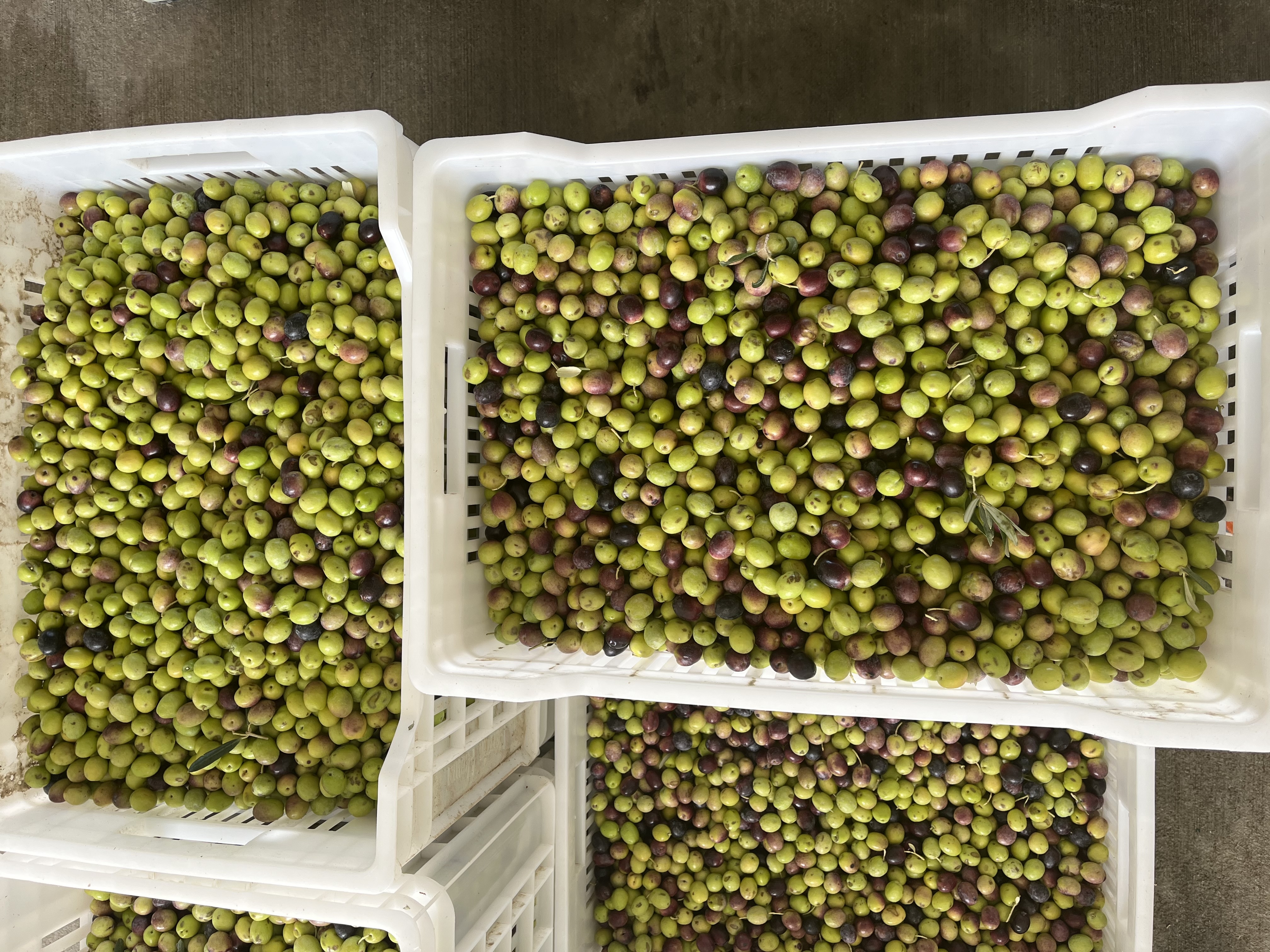 YENİ SEZON Zeytinyağı Erken Hasat Soğuksıkım Filtre Edilmemiş 5Lt. (EKİM 2025)