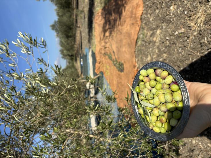 YEŞİL KIRMA ZEYTİN 2 KG